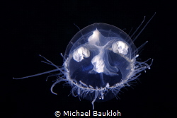 Freshwater jellyfish in Boschmolenplaas by Michael Baukloh 